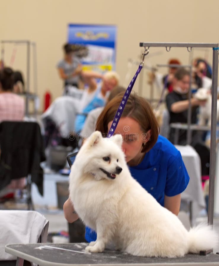 Groomer is Cutting a Dog Hair Editorial Photography - Image of groomer, appearance: 154099482 Groomer is Cutting a Dog Hair Editorial Photography - Image of groomer, appearance: 154099482