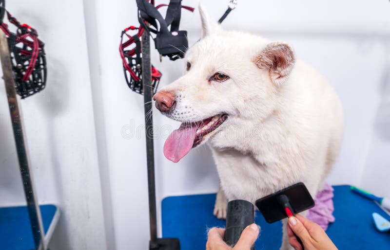 Groomer des großen weißen und nassen Akita Inu-Hundepelzes pflegend nach Bad mit lustigem Gesichtsausdruck, selektiver Fokus lizenzfreies stockfoto Groomer des großen weißen und nassen Akita Inu-Hundepelzes pflegend nach Bad mit lustigem Gesichtsausdruck, selektiver Fokus lizenzfreies stockfoto