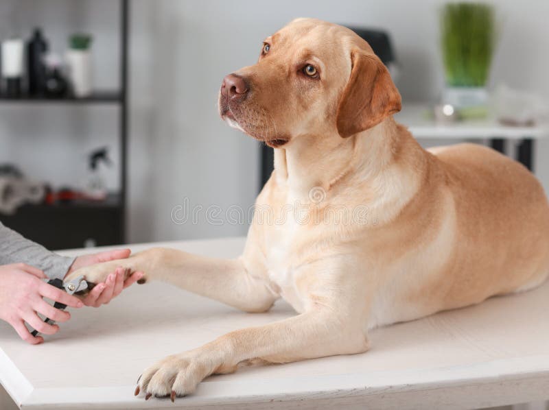 Groomer femminile che sistema gli artigli del cane in salone