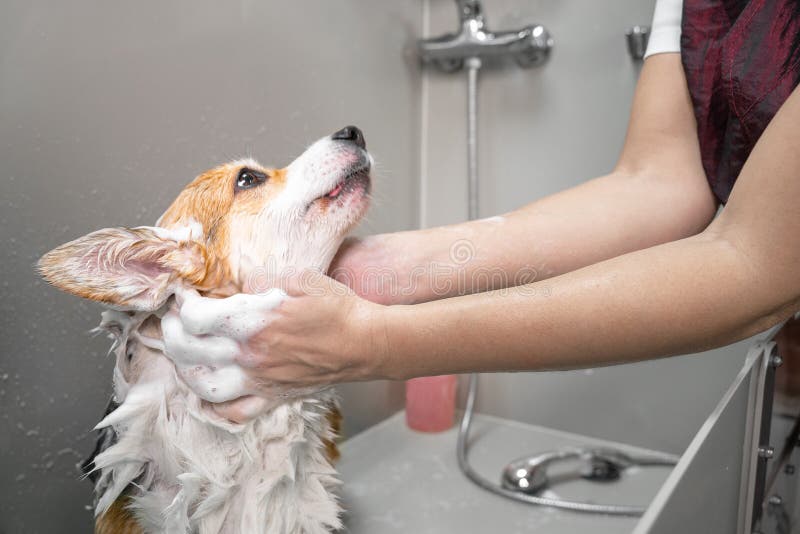 Groomer placerar schampo på fluffy wet-päls av den roliga svetande corgi pembroke-hunden Hund som tar ett bubbelbad i koksalt arkivbild