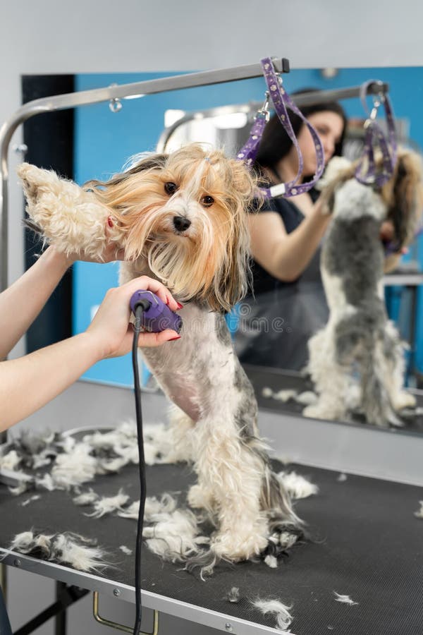 SKYY SHOWERING TOPDOG