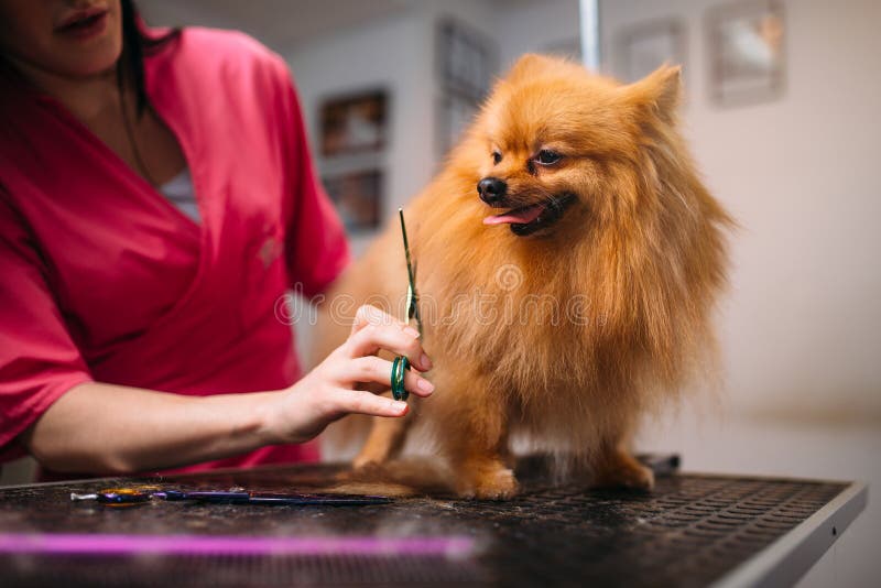 Pet groomer makes grooming dog, hairstyle for domestic animal. Professional groom and cleaning service. Pet groomer makes grooming dog, hairstyle for domestic animal. Professional groom and cleaning service