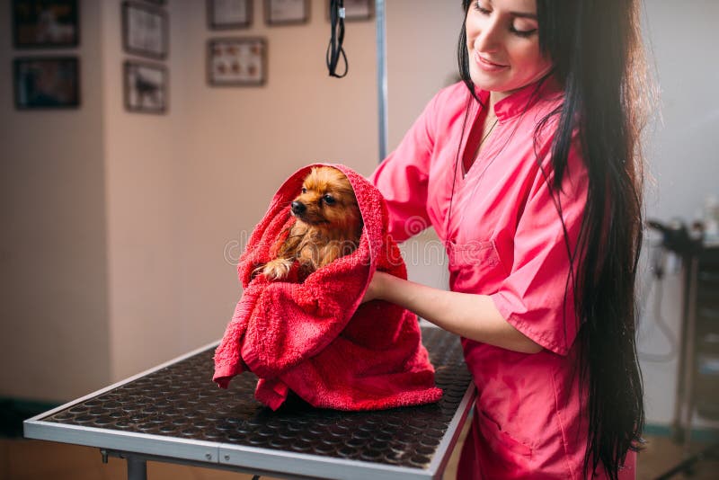 Groomer любимчика обтирает маленькую собаку с полотенцем стоковое фото rf Groomer любимчика обтирает маленькую собаку с полотенцем стоковое фото rf