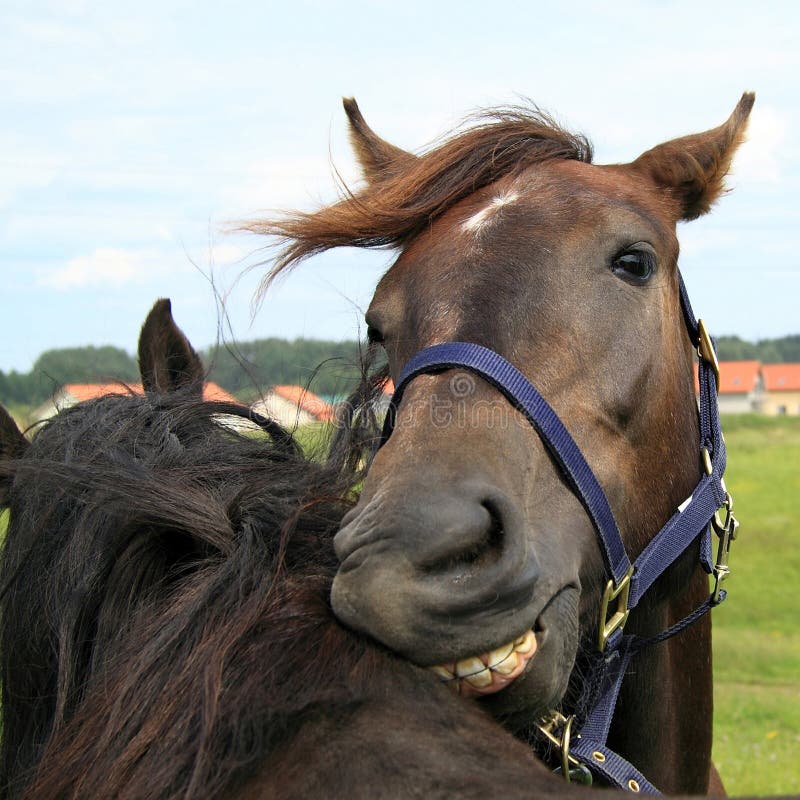 Horses Grooming Each Other Photos Free & RoyaltyFree Stock Photos
