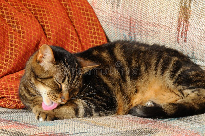 Grooming cat stock image. Image of ears, grooming, lick 17817137