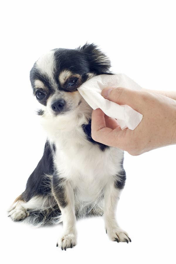 Grooming of chihuahua stock photo. Image of indoors, canine 27116370
