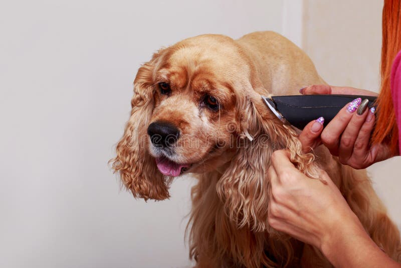 Grooming the hair of dog stock photo. Image of spaniel 119516310