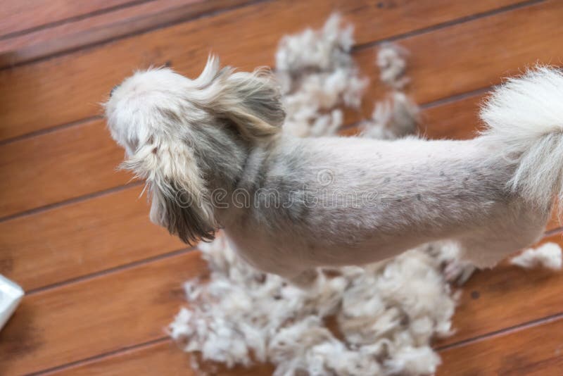 can you cut human hair with dog clippers