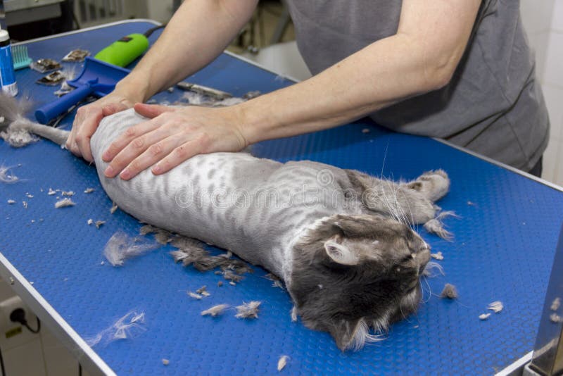 Grooming Haircut of a Gray Fluffy Cat on the Table Professionally Using