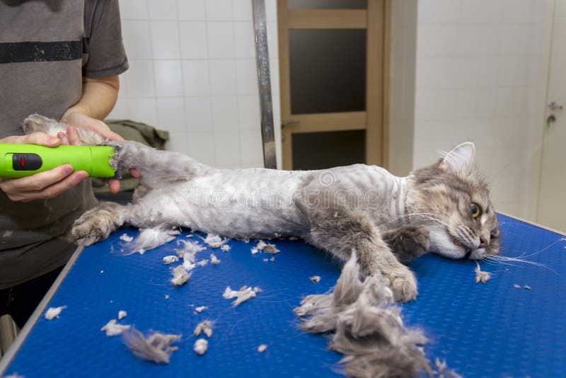 Grooming Haircut of a Gray Fluffy Cat on the Table Professionally Using