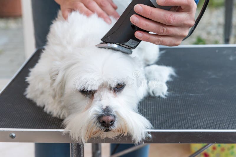 9,544 Razor Head Stock Photos Free & RoyaltyFree Stock Photos from