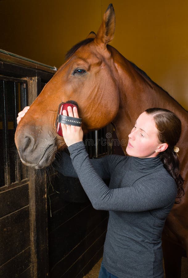 Grooming horse royalty free stock image