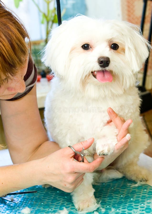 Grooming Maltese dog stock image. Image of maltese, haircut 31283813