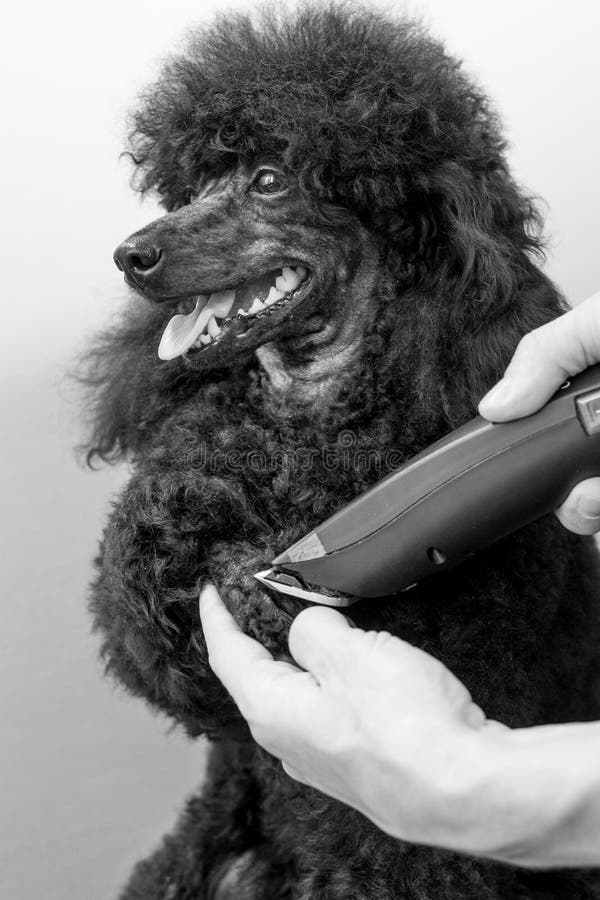 Grooming Paw of a Black Poodle Stock Image Image of medicine, hair