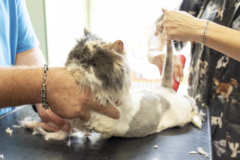 Grooming the Persian Cat in Pet Grooming Salon. Stock Photo Image of