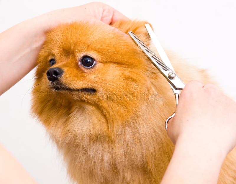 teacup pomeranian satılık