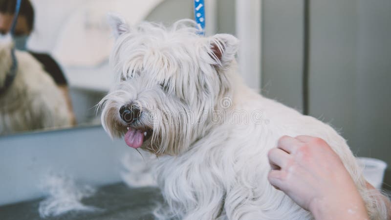 Grooming the West Highland White Terrier. Grooming White Dogs. Plucking an Old Coat in Dogs Stock Image - Image of care, hair: