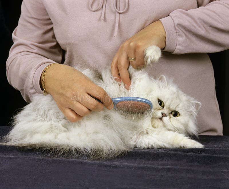 GROOMING of WHITE PERSIAN DOMESTIC CAT Stock Image Image of catus