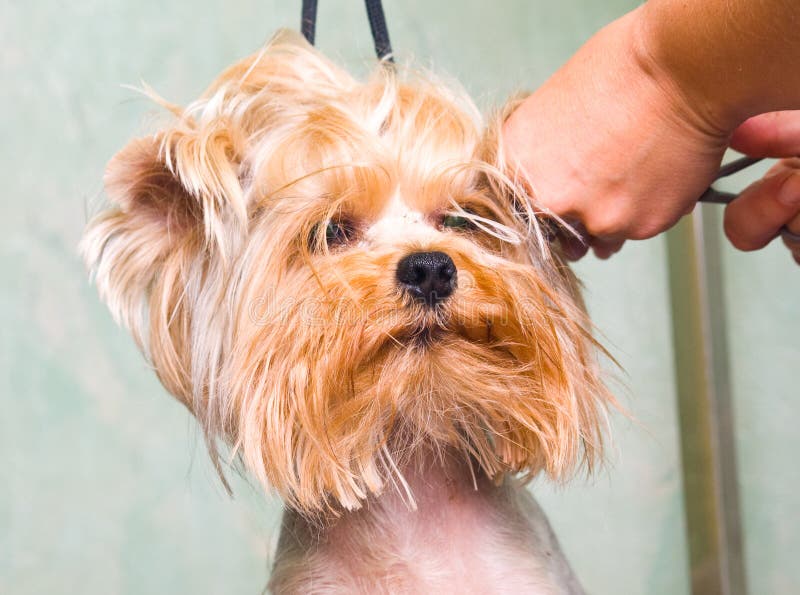Grooming Yorkshire Terrier Dog Stock Image Image of adorable, groomed