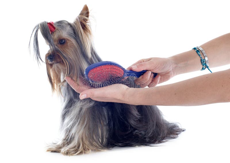 Grooming yorkshire terrier stock image. Image of white 30734729