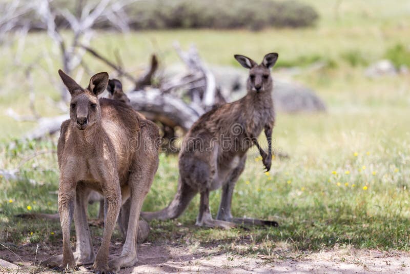 Groop of Kangaroos are gathered peacefully in the shade of trees by Bogong Creek, enjoying a sunny day royalty free stock image