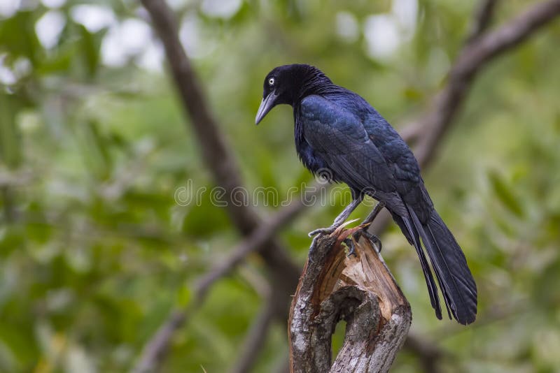 Side view of Great-Tailed Grackle (Quiscalus mexicanus). Side view of Great-Tailed Grackle (Quiscalus mexicanus).
