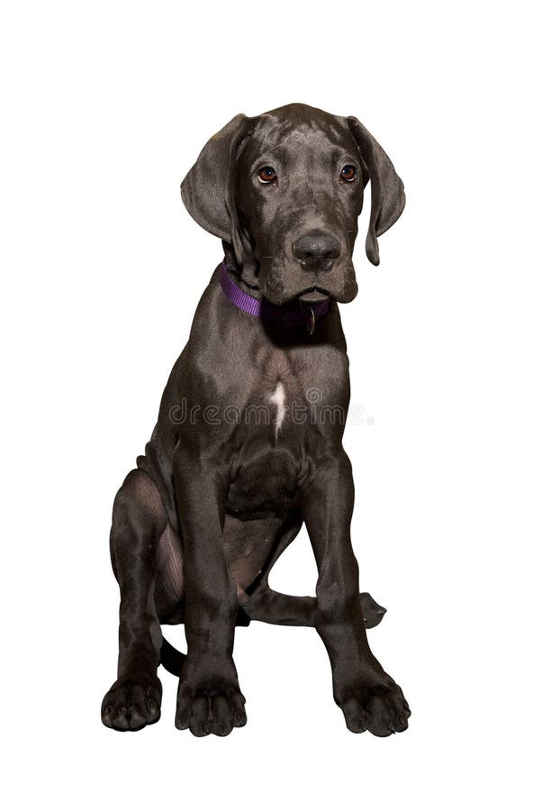 Great dane puppy in front of white background. Great dane puppy in front of white background