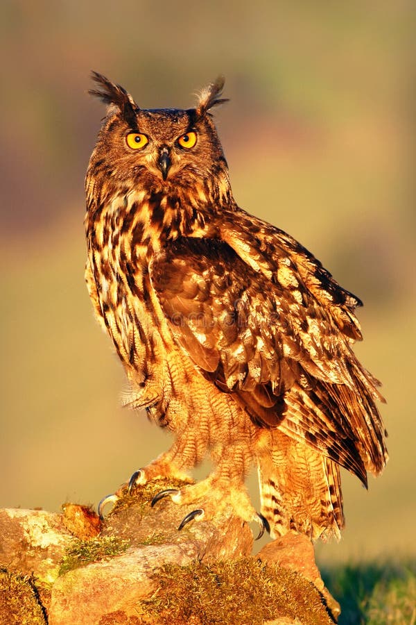 Groot Europees-Aziatisch Eagle Owl, vogelzitting op de steen in de weide met vangstegel Mooie zeldzame uil in de aardhabitat Ani stock foto Groot Europees-Aziatisch Eagle Owl, vogelzitting op de steen in de weide met vangstegel Mooie zeldzame uil in de aardhabitat Ani stock foto