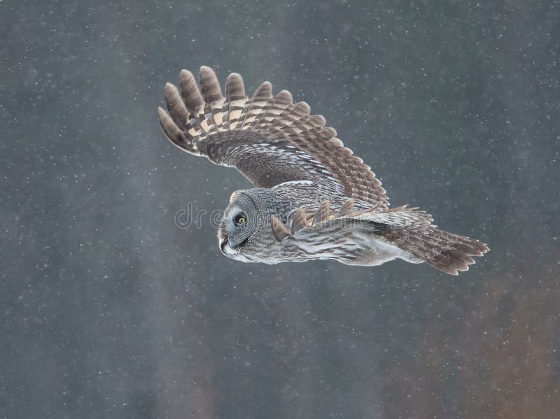 Groot Grey Owl (Strix-nebulosa) royalty-vrije stock foto's Groot Grey Owl (Strix-nebulosa) royalty-vrije stock foto's