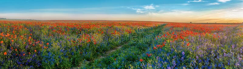 Groot Panorama van papavers en bellsflowersgebied met weg royalty-vrije stock afbeeldingen Groot Panorama van papavers en bellsflowersgebied met weg royalty-vrije stock afbeeldingen