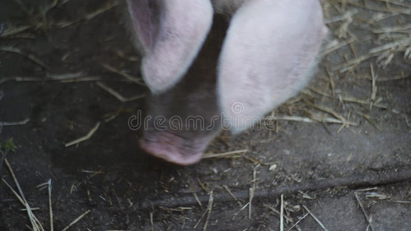 Groot varken op een varkensfokkerij achter de tralies Landbouw landbouwbedrijf