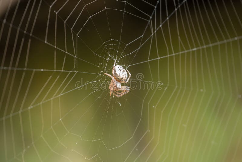 Groot wit spinneweb met spin in dauw in de ochtend op een gr. royalty-vrije stock afbeelding Groot wit spinneweb met spin in dauw in de ochtend op een gr. royalty-vrije stock afbeelding