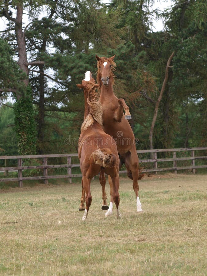 Grootbrengende Paarden stock afbeeldingen Grootbrengende Paarden stock afbeeldingen