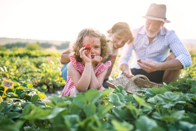 Senior grandparents and granddaughter picking strawberries on the farm. Man, women and a small girl working. Senior grandparents and granddaughter picking strawberries on the farm. Man, women and a small girl working.