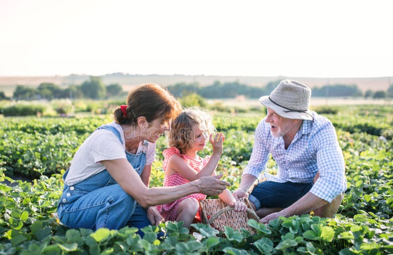 Senior grandparents and granddaughter picking strawberries on the farm. Man, women and a small girl working. Senior grandparents and granddaughter picking strawberries on the farm. Man, women and a small girl working.