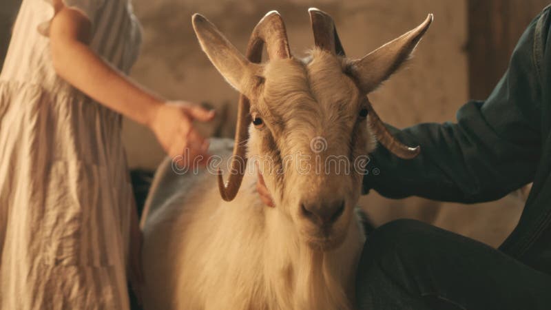 Grootvader en kleindochter van gewas, met geit