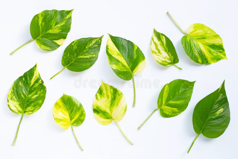 Gropi de aur sau devils ivy leaf pe alb. Gropi de aur sau frunze de iederă de diavoli pe fond alb