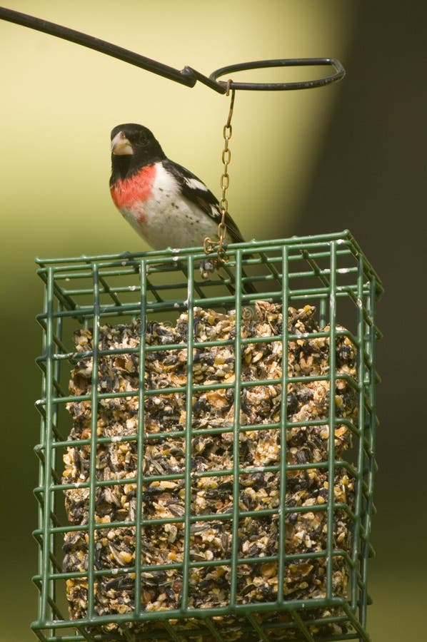 A red breasted grosbeak sits on top of a basket feeder in a yard in rural Illinois. A red breasted grosbeak sits on top of a basket feeder in a yard in rural Illinois