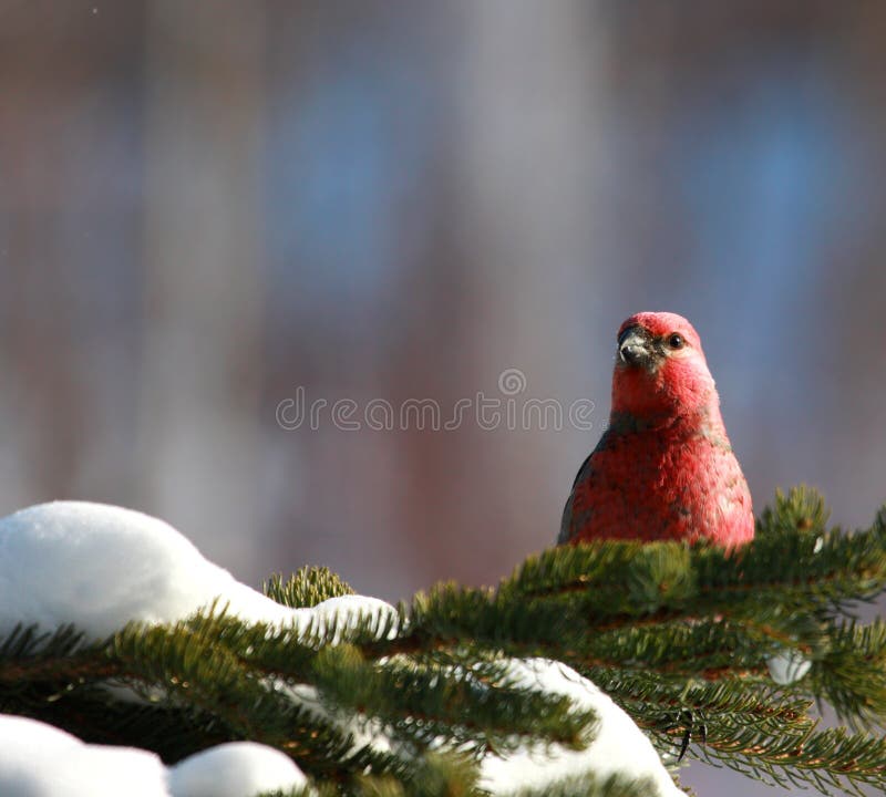 Gros-bec de pin en hiver photos libres de droits