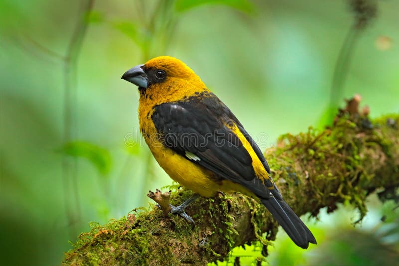 Gros Bec Noir Thighed Tibialis De Pheucticus Oiseau De