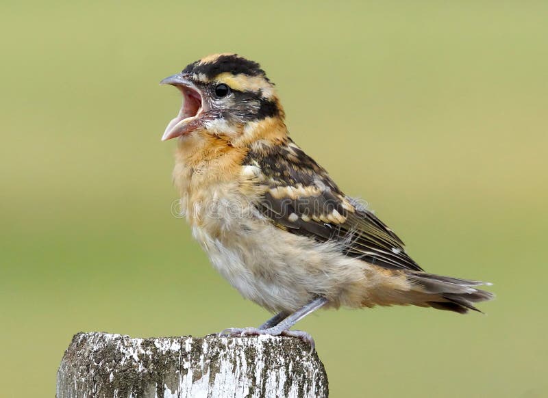 A screaming young Black Headed Grosbeak calling for its parent. A screaming young Black Headed Grosbeak calling for its parent