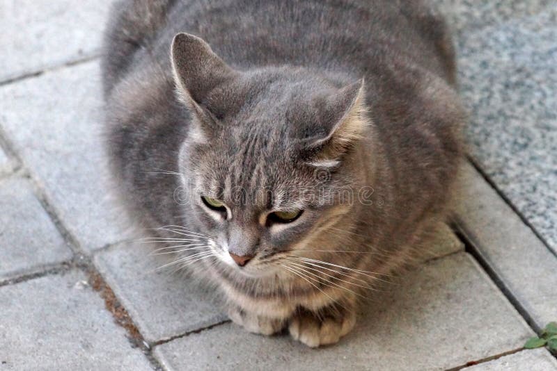 8 353 Gros Chat Gris Photos Libres De Droits Et Gratuites De Dreamstime 8 353 Gros Chat Gris Photos Libres De Droits Et Gratuites De Dreamstime