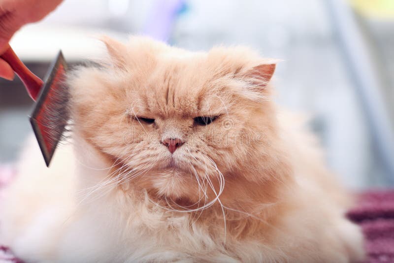 Gros chat pelucheux photos stock Gros chat pelucheux photos stock