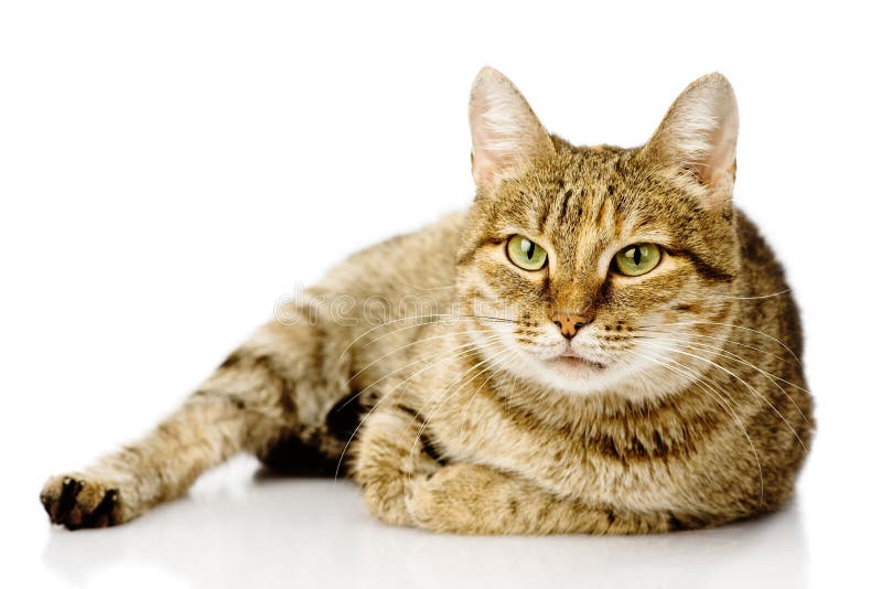 Gros chat Sur le fond blanc photographie stock Gros chat Sur le fond blanc photographie stock
