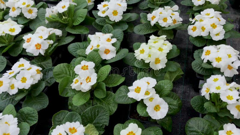 Gros plan beaucoup avec le blanc éclatant jaune dans la primevère moyenne de fleurs de primrose hill dans des pots de fleurs. Fond clips vidéos