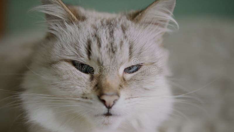 Gros plan d'un oeil de chat mignon chat domestique regardant la caméra banque de vidéos