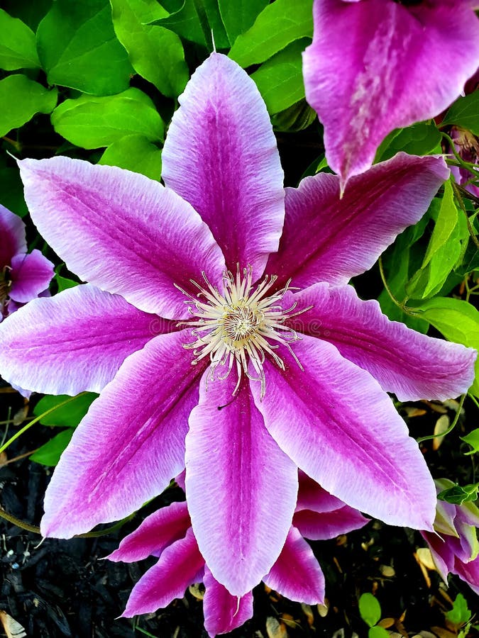 Gros Plan D'une Clématite Rose Et Blanche Photo stock - Image du fermer,  nature: 179629614