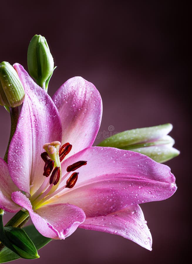 Gros Plan D'une Fleur De Lys Violette Photo stock - Image du couleurs,  flore: 172093588