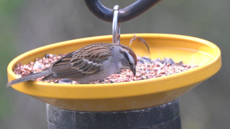 Gros plan d'une poitrine de roses grosbeak mangeant des graines sur le mangeur d'oiseaux