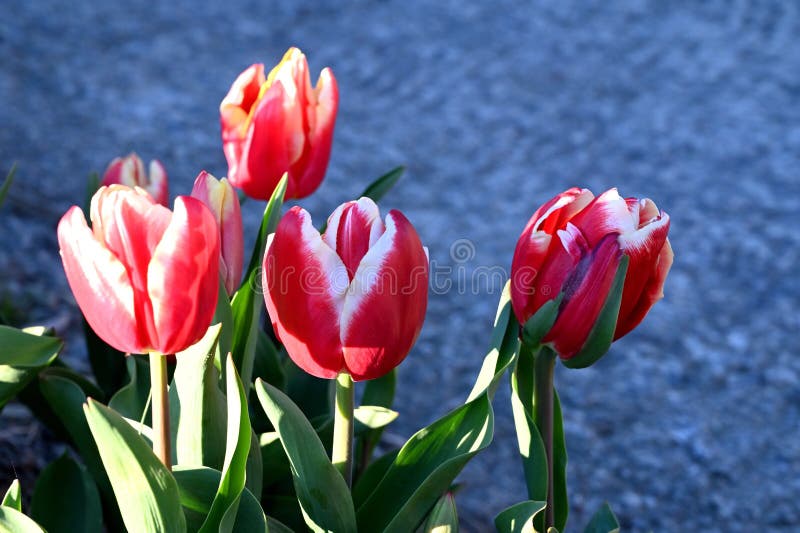 1,387 Photos de Tulipe Blanche Simple - Photos de stock gratuites et libres  de droits de Dreamstime - Page 5